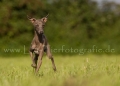 33 Windhund-Trio